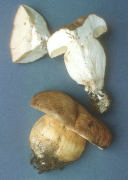 Boletus aereus Mushroom
