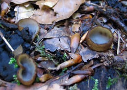 Humaria hemisphaerica2