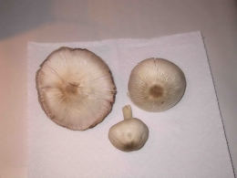 Agaricus andrewii