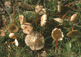 Marasmius scorodonius