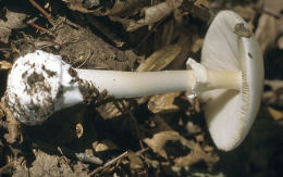 Amanita phalloides5.jpg