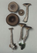 Cantharellula cyanthiformis2 Mushroom