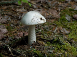 Amanita virosa2