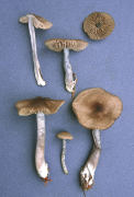 Entoloma trachyospermum var purpureoviolaceum Mushroom