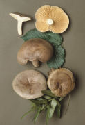 Lactarius circellatus Mushroom