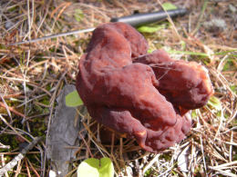 Gyromitra gigas