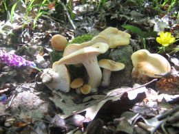 Calocybe gambosa WAS Tricholoma gambosum