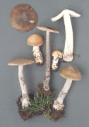 Amanita ceciliae3 Mushroom