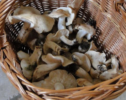 Calocybe gambosa WAS Tricholoma gambosum