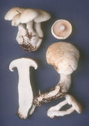 Clitocybe candida Mushroom