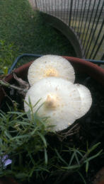 Leucocoprinus birnbaumii2