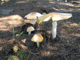 Amanita muscaria var formosa3