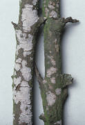 Peniophora lycii Mushroom