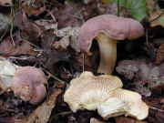 Cantharellus amethysteus GK3 Mushroom