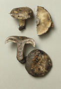 Russula albonigra2 Mushroom