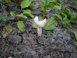 Helvella crispaF