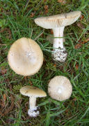 Amanita gemmata Windsor may 11 Mushroom