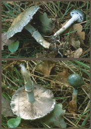Stropharia aeruginosa2