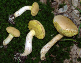 Boletus subtomentosus2