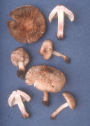 Inocybe pyriodora Mushroom