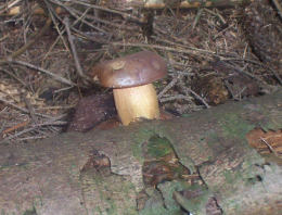 Boletus badius