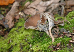 Faerberia carbonaria Mushroom