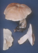 Leucopaxillus gentianus2 Mushroom