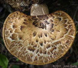 Polyporus squamosus 8