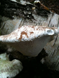 Piptoporus betulinus