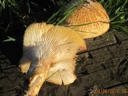 Lentinus lepideus