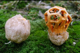 Clathrus ruber