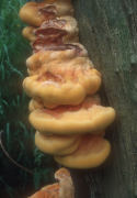 Laetiporus sulphureus Field Mushroom