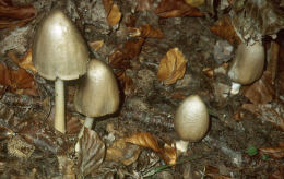 Coprinus atramentariusF