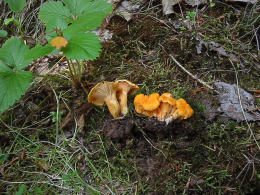 Cantharellus friesii2 Mushroom
