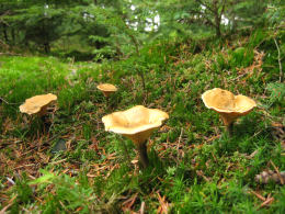 Hygrophoropsis aurantiacaF