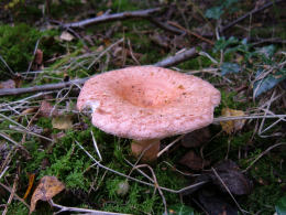 Lactarius torminosus