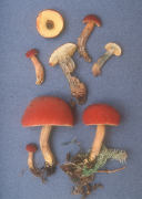 Boletus campestris Mushroom