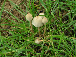 Panaeolus sphinctrinus