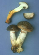 Gomphidius oregonensis2 Mushroom