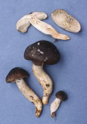 Tricholoma saponaceum var ardosiacum Mushroom