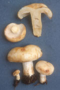 Russula crassotunicata Mushroom