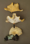 Polyporus various Mushroom