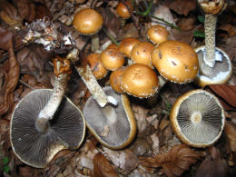 Stropharia squamosa