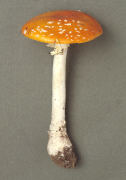 Amanita muscaria Orange form Mushroom