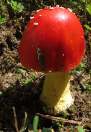 Amanita muscaria 26