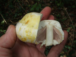 Agaricus xanthodermus6.jpg