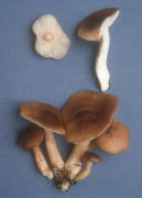 Lyophyllum decastes4 Mushroom