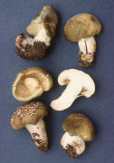 Tricholoma saponaceum5 Mushroom