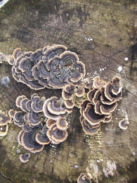 Trametes versicolor