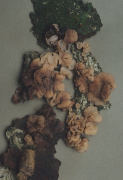 Neobulgaria foliacea Mushroom